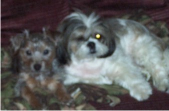 Gracie & Brodie